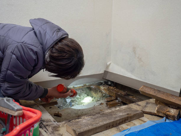 Best Mold Documentation for Insurance Claims  in Waterloo, NE