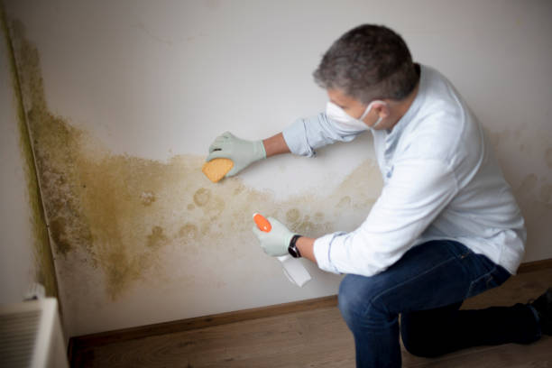 Best Attic Mold Removal  in Waterloo, NE