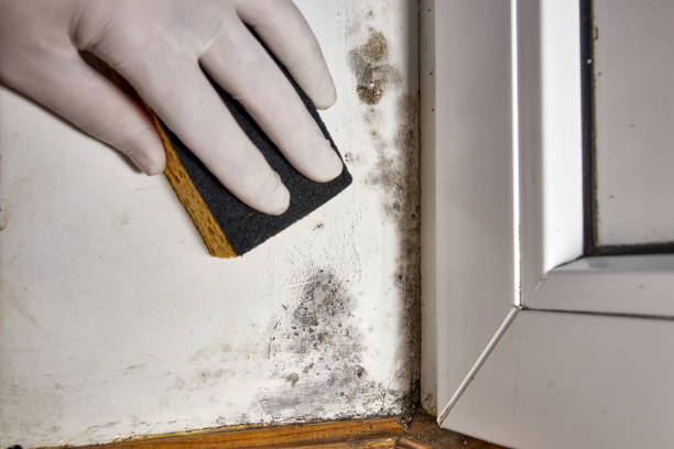 Best Emergency Mold Remediation  in Waterloo, NE